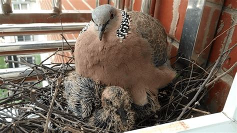 鳥在陽台築巢怎麼辦|【鳥在陽台築巢怎麼辦】鳥兒築巢霸佔陽台？不用傷牠們就能輕鬆。